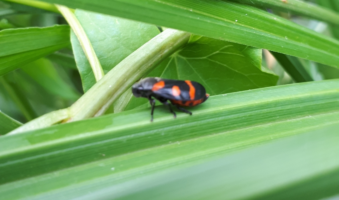 Cercopis