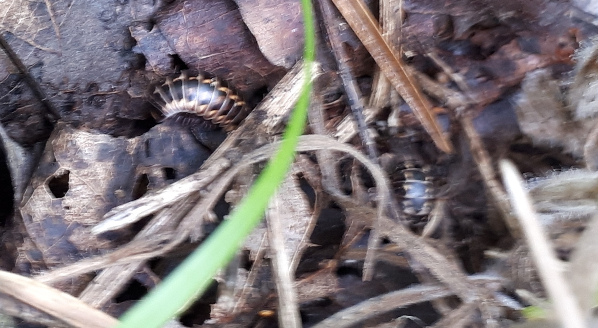 Glomeridae