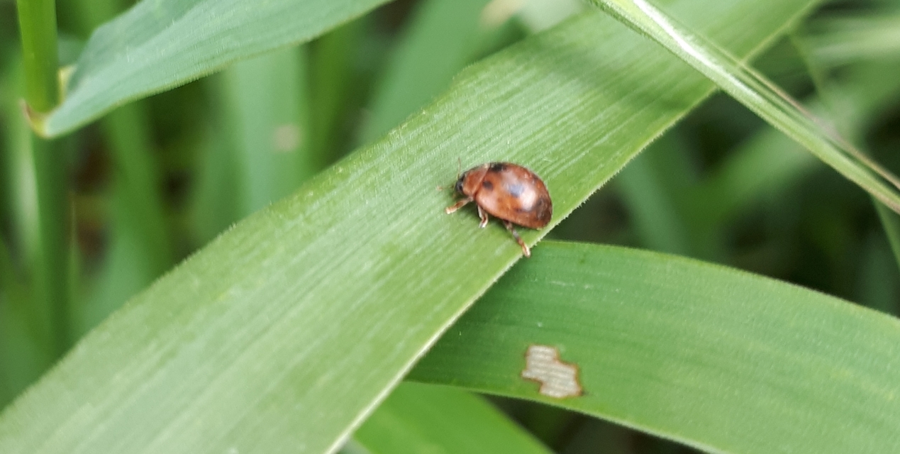 Cynegetis impunctata - pázsitfűböde