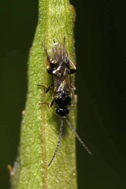 Braconidae - gyilkosfürkészek