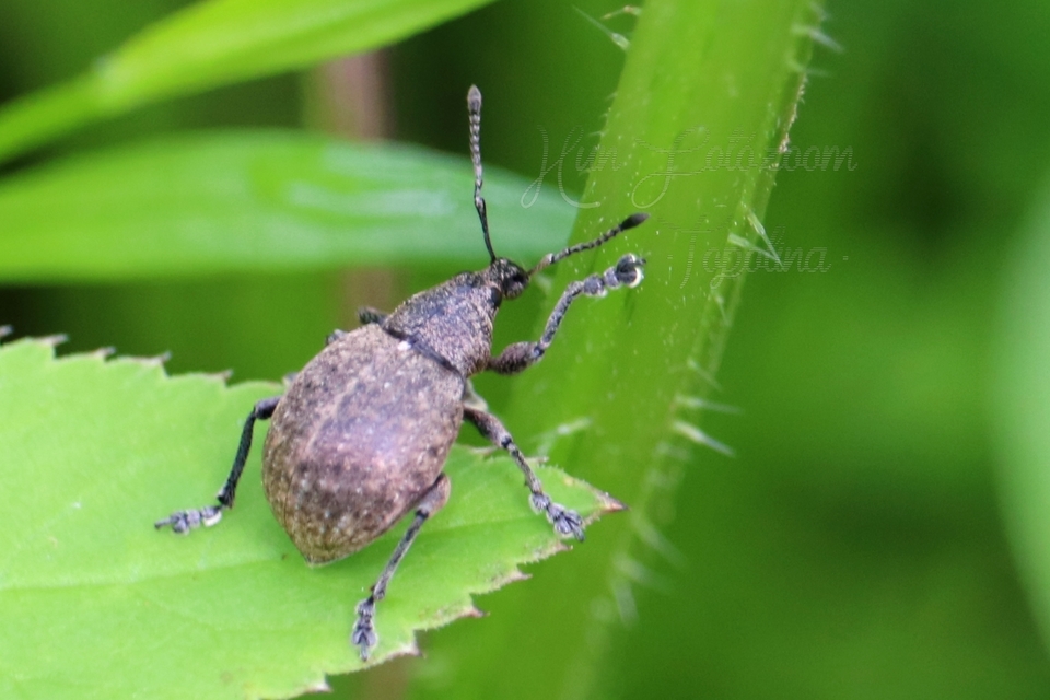 Liophloeus