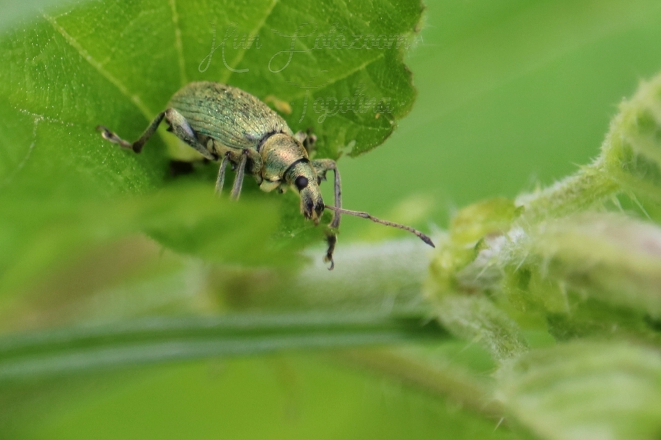 Phyllobius pomaceus - csalán-levélormányos
