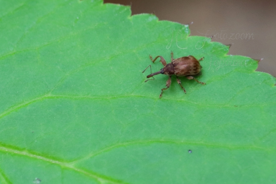 Anthonomus rectirostris - meggymaglikasztó Anthonomus rectirostris - meggymaglikasztó
