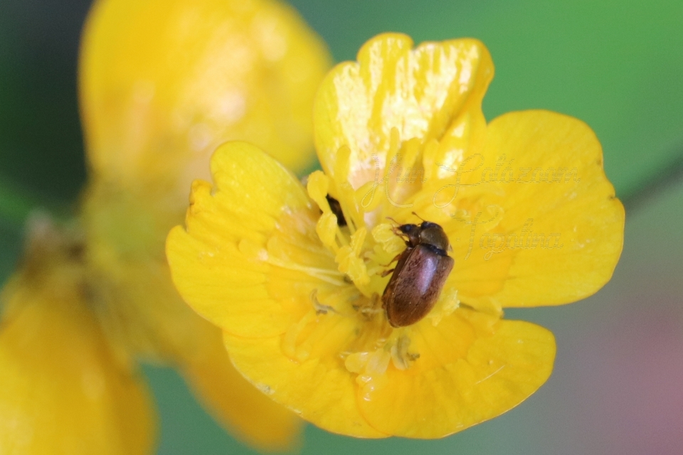 Byturus ochraceus - gyömbérgyökérbogár
