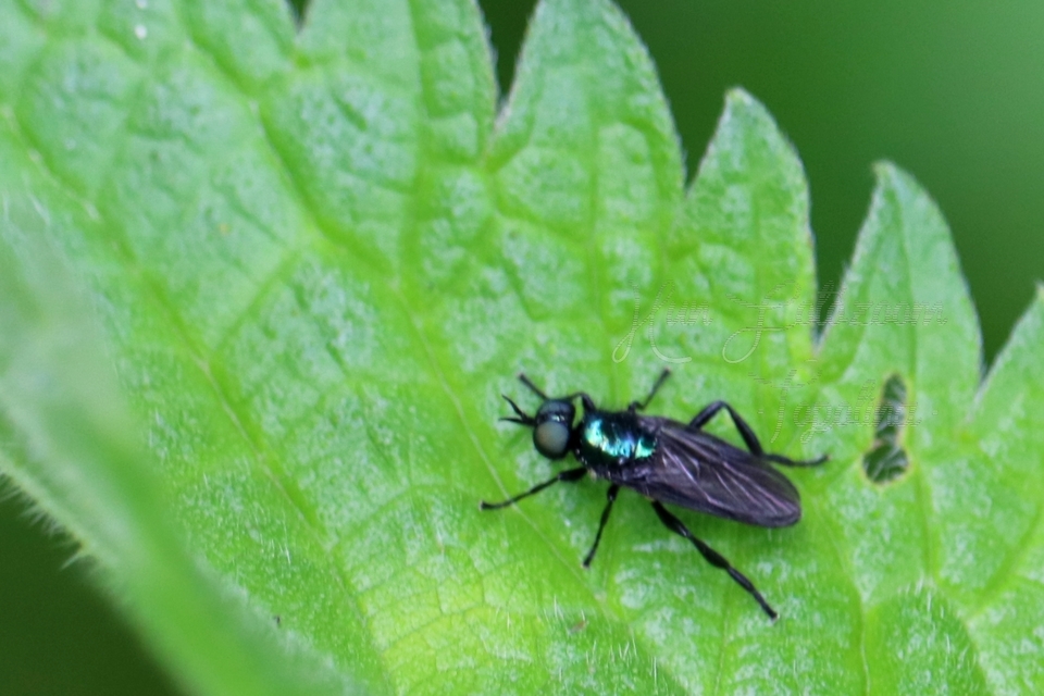 Actina chalybea - csillogó tüskéslégy