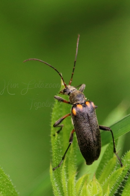 Cortodera humeralis - négyfoltos cserjecincér