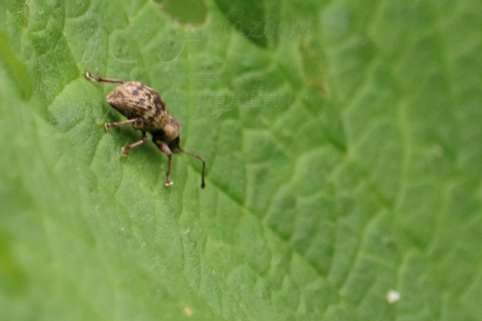 Otiorhynchus stenorostris - zártpikkelyes gyalogormányos
