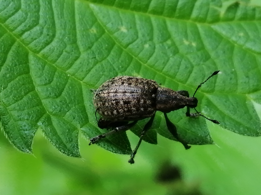 Liophloeus tessulatus - kockás barabolyormányos