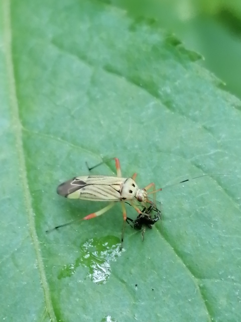 Mermitelocerus schmidtii