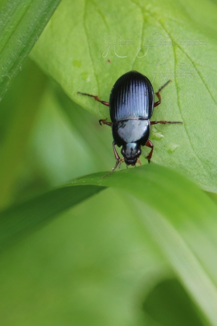 Amara saphyrea - azúrkék közfutó