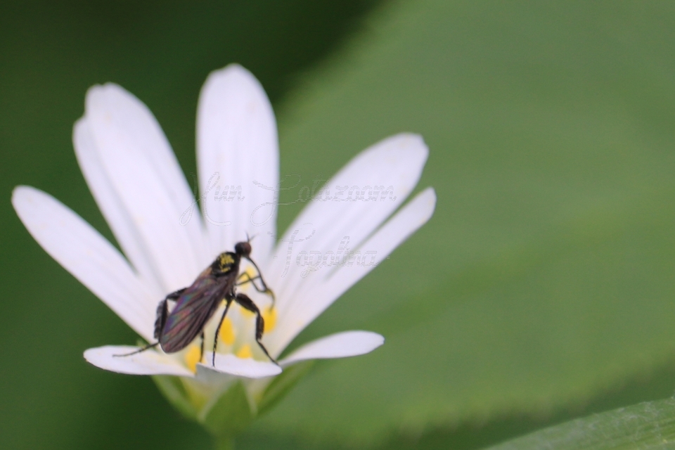 Empis pennipes - tollaslábú táncoslégy
