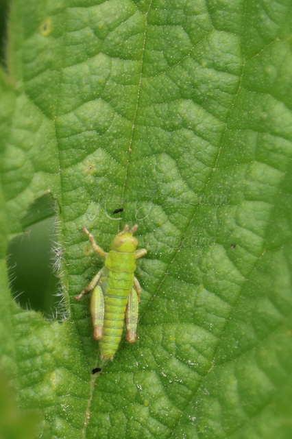 Odontopodisma decipiens - déli hegyisáska