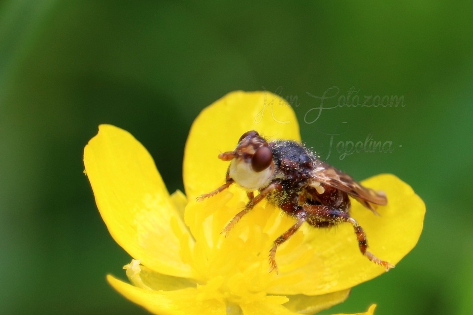 Myopa buccata