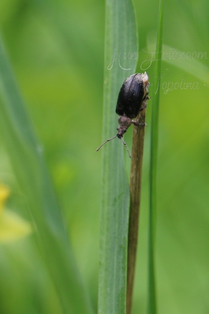 Phyllobius thalassinus - tömpeorrú levélormányos