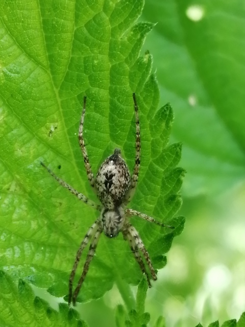 Anyphaena accentuata - jegyespók