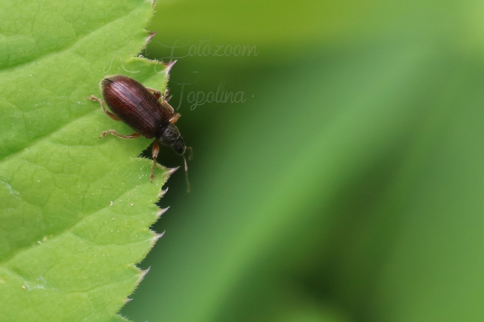 Phyllobius oblongus - közönséges levélormányos