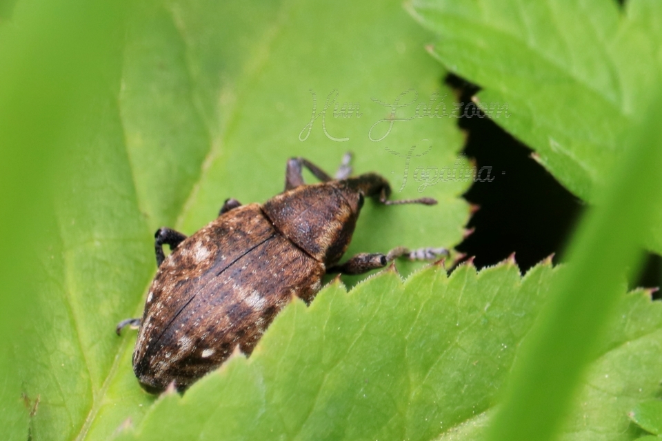 Lepyrus capucinus - pettyes fűzormányos