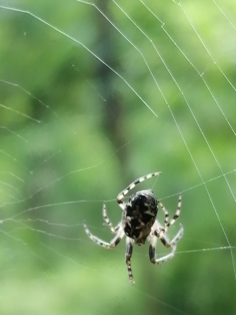 Cyclosa conica - csúcsos keresztespók
