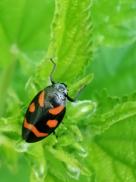 Cercopis
