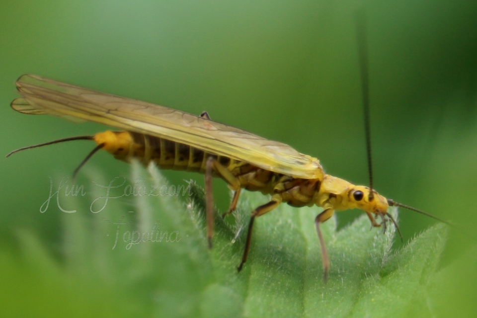 Plecoptera - Álkérészek