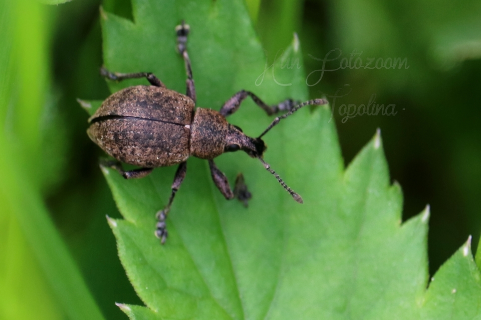 Liophloeus