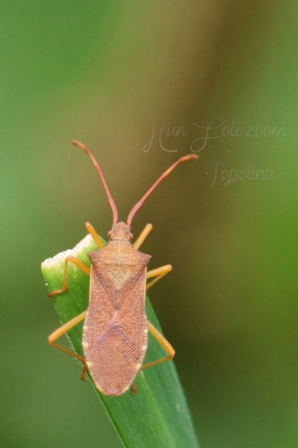 Gonocerus acuteangulatus - aranypetés karimáspoloska