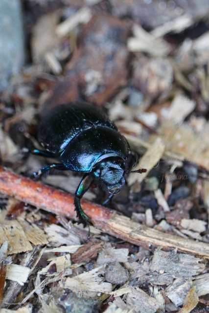 Anoplotrupes stercorosus - erdei álganéjtúró