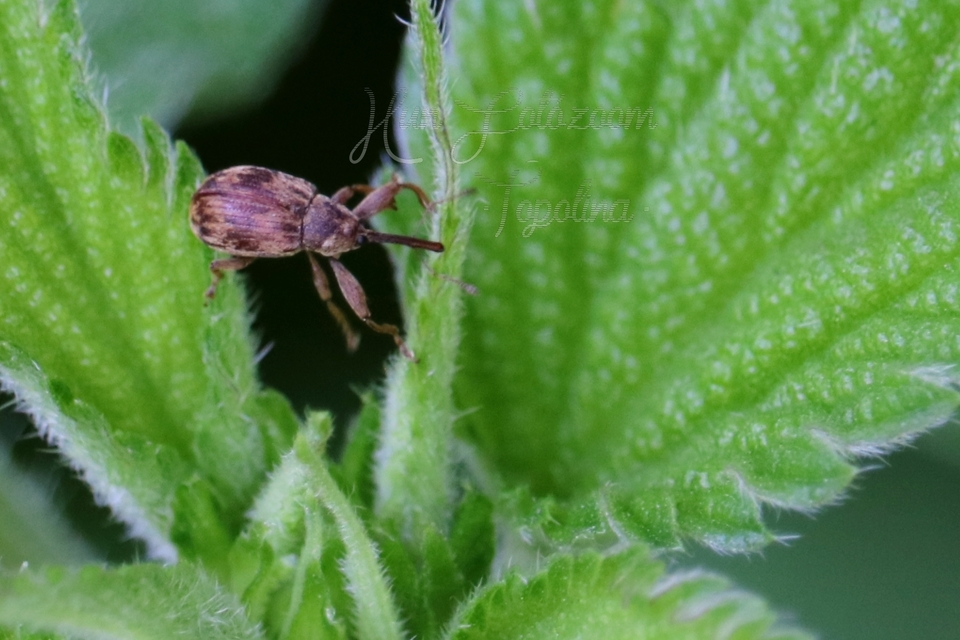 Anthonomus rectirostris - meggymaglikasztó Anthonomus rectirostris - meggymaglikasztó