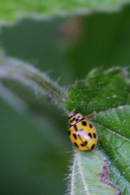 Propylea quatuordecimpunctata - tizennégypettyes füsskata