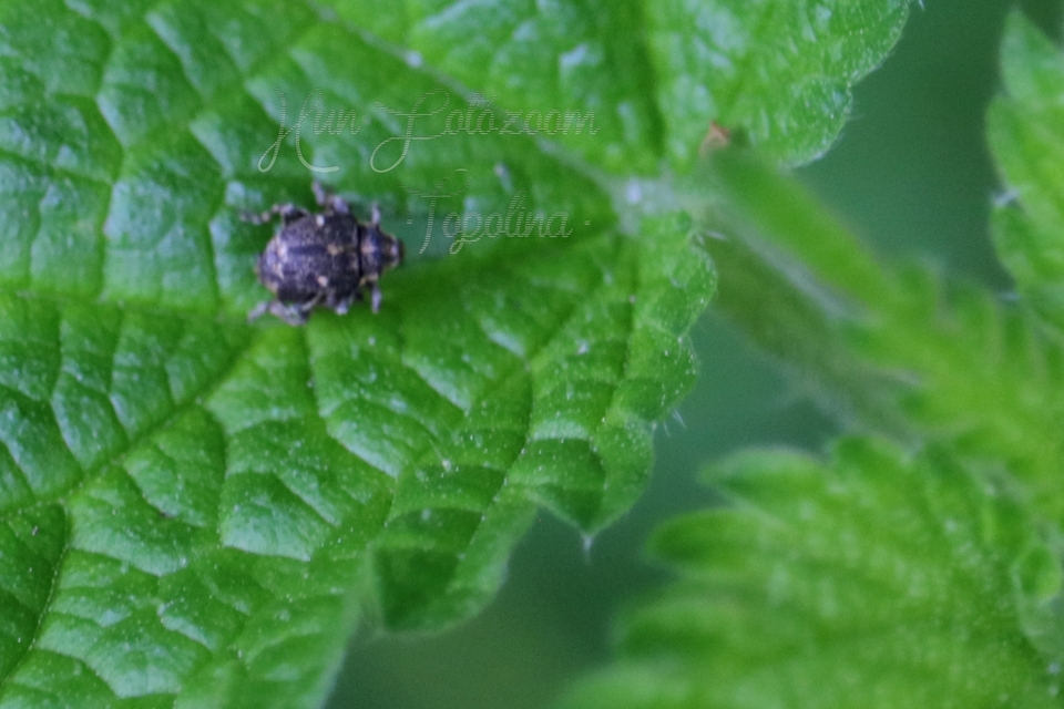 Nedyus quadrimaculatus - közönséges csalánormányos