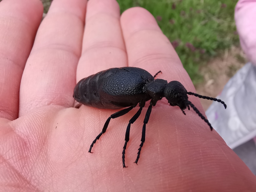 Meloe cicatricosus - óriásnünüke