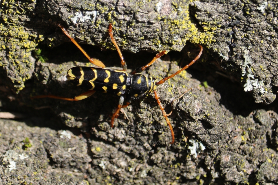 Plagionotus arcuatus - bársonyos darázscincér