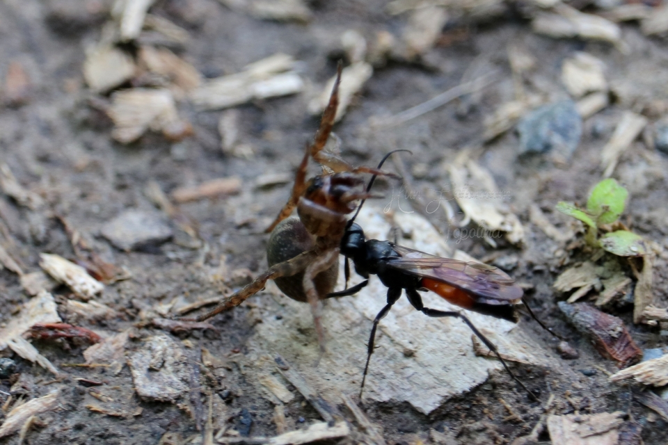Trochosa