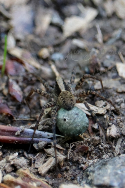 Pardosa alacris/lugubris