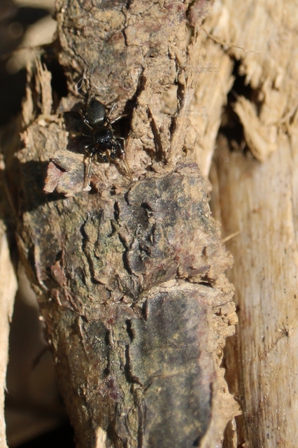 Heliophanus