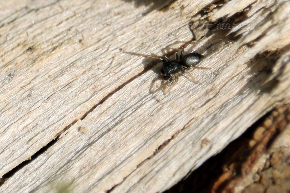 Heliophanus