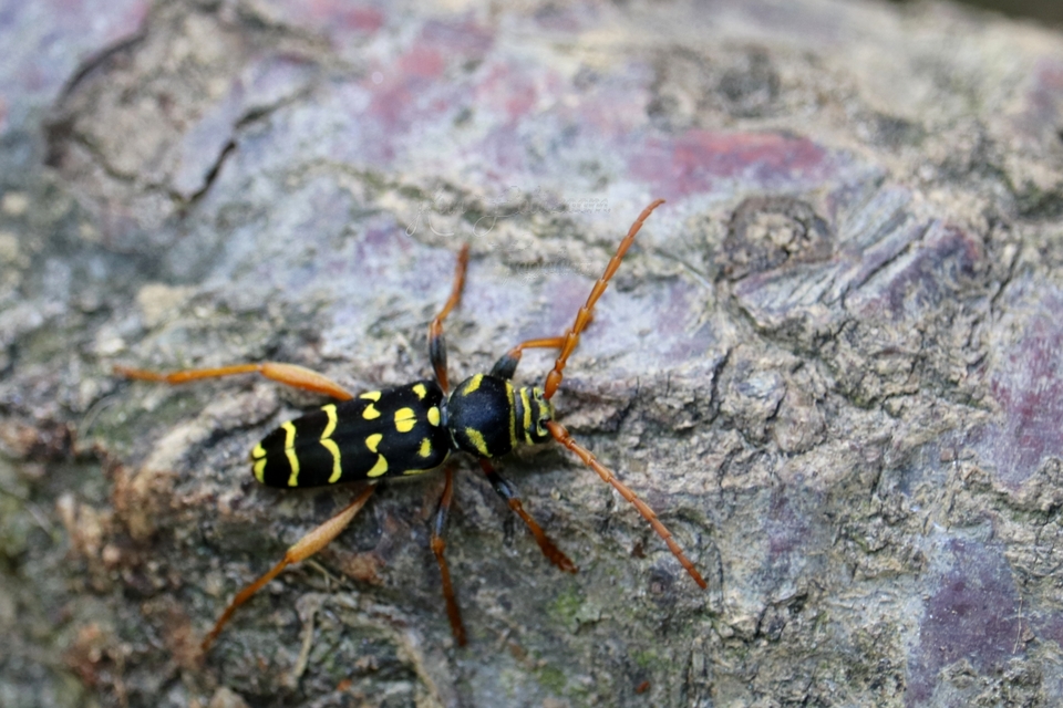 Plagionotus arcuatus - bársonyos darázscincér