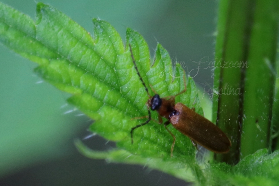 Denticollis linearis - dülledtszemű pattanó