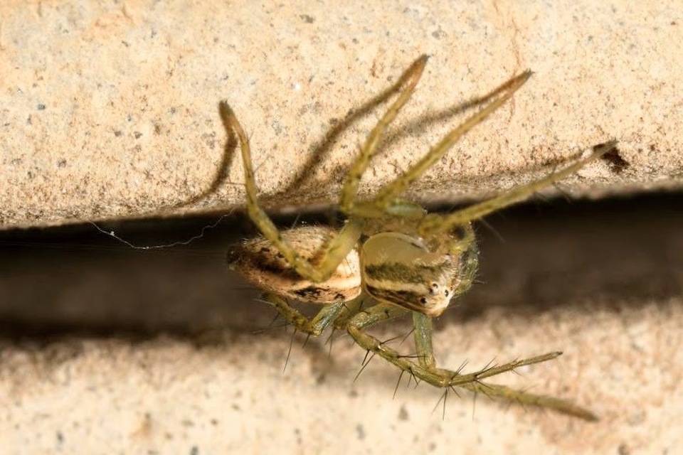 Oxyopes lineatus