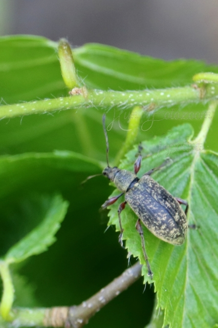 Phyllobius pomaceus - csalán-levélormányos
