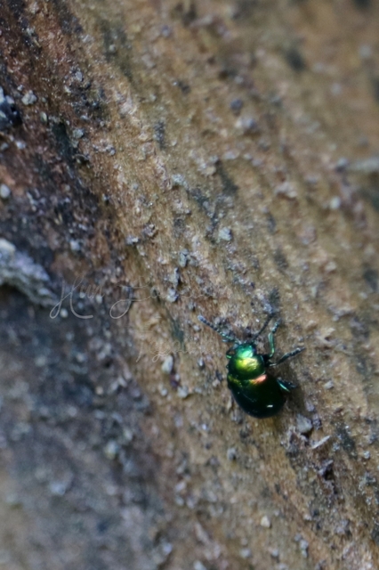 Gastrophysa viridula - sóska-levélbogár Gastrophysa viridula - sóska-levélbogár