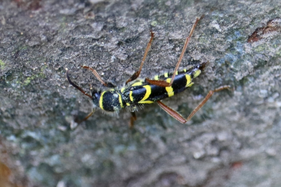 Clytus arietis - közönséges darázscincér