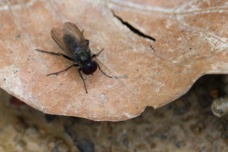 Dolichopodidae - szúnyoglábú legyek