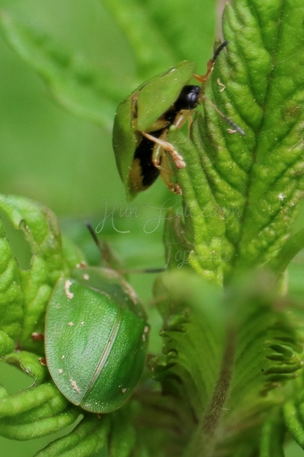Cassida viridis - zöld pajzsbogár Cassida viridis - zöld pajzsbogár