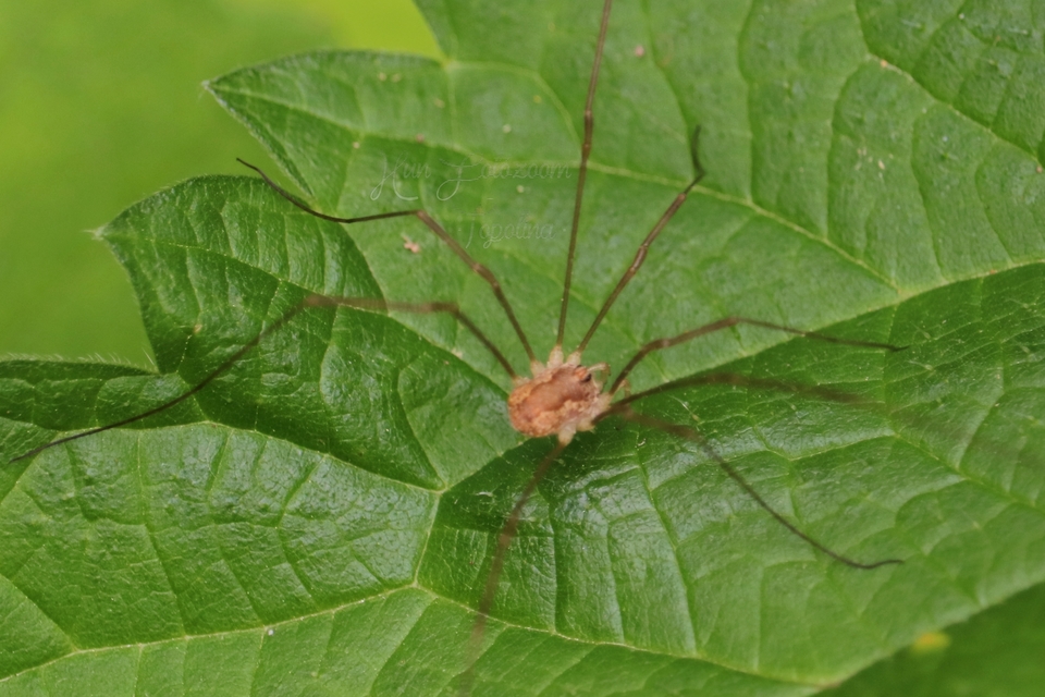 Rilaena triangularis