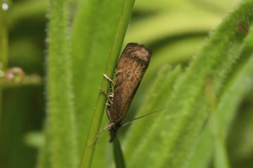 Platytes cerussella - törpe fűgyökérmoly