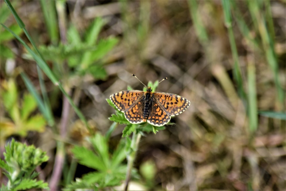 Melitaea trivia - kis tarkalepke