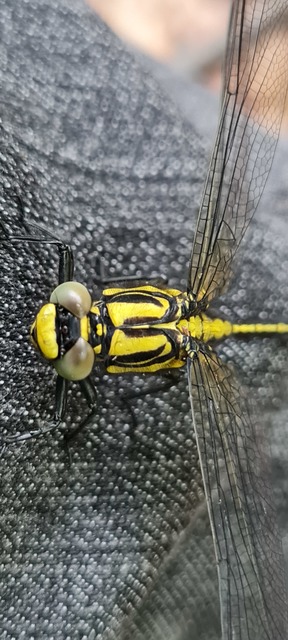 Gomphus vulgatissimus - feketelábú folyami-szitakötő
