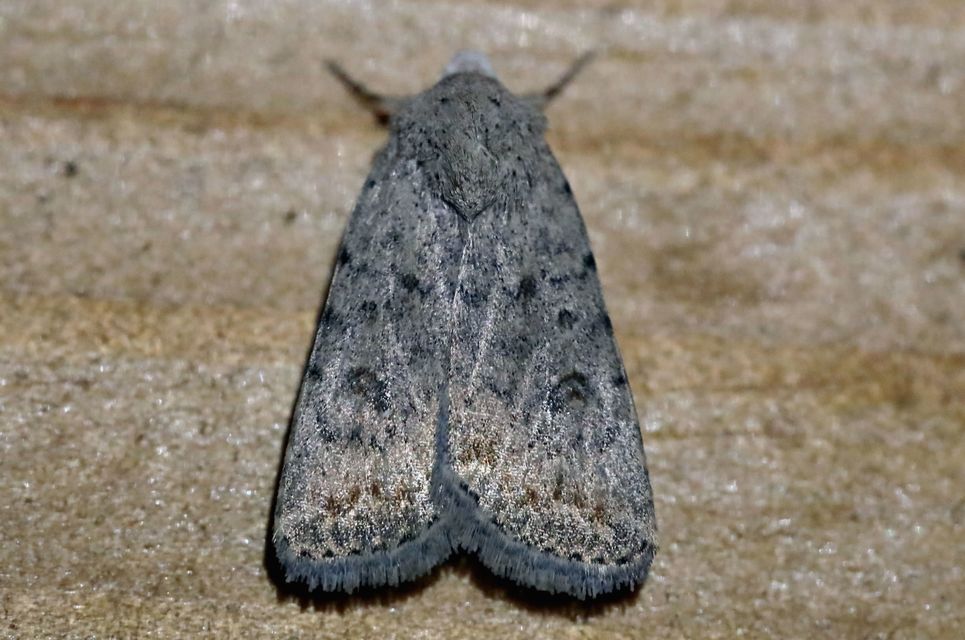 Hoplodrina respersa - bogáncs-selymesbagoly