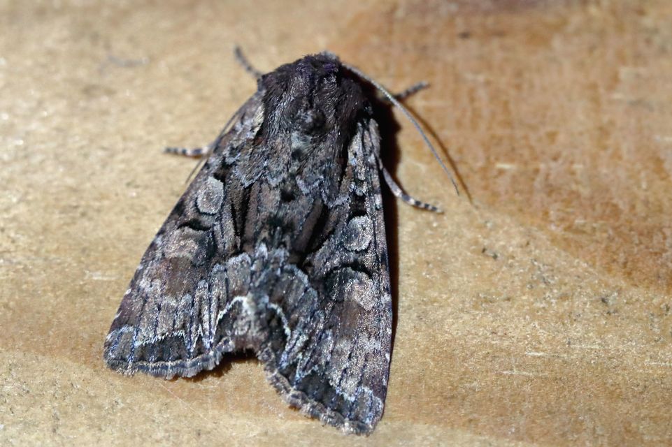 Lacanobia thalassina - borbolya-kertibagoly